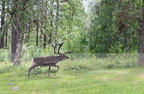 Fauna