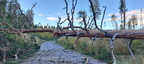 Blandskog